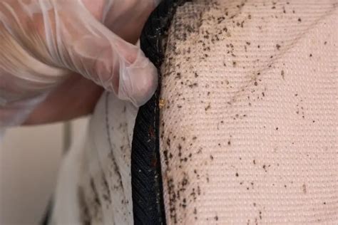 Common Signs Of Bed Bugs Bed Bugs Learn How To Tell