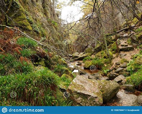 Autumn Forest With River And Stone Stock Image Image Of
