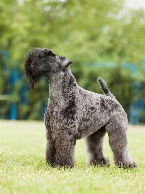 Kerry Blue Terrier Poodle Mix Ultimate Breed Guide