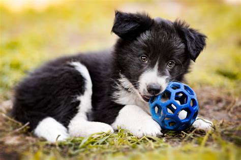 Cute Border Collie Pup Playing Ball By Jelena Jovanovic