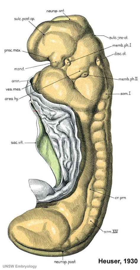The dorsal (back) surface of the embryo is towards the top of this page, while the ventral (front) surface is towards the. Book - Contributions to Embryology Carnegie Institution No ...