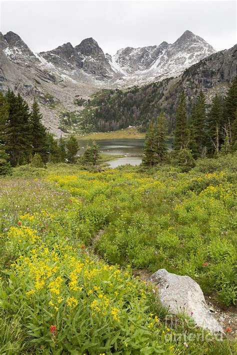 Wildflowers And Lonesome Lake Photograph By Mike Cavaroc Fine Art America