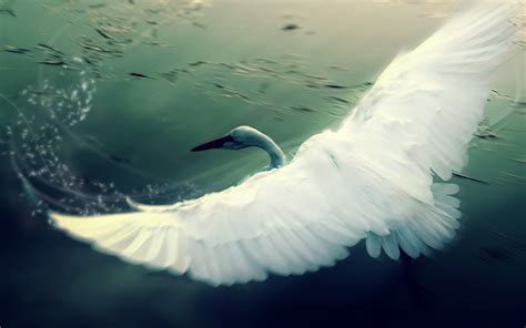 Swan Fantasy Art