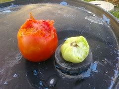 We thought it was a groundhog, but now i am not sure. What's eating my red and green tomatoes? (pics) Gardening ...
