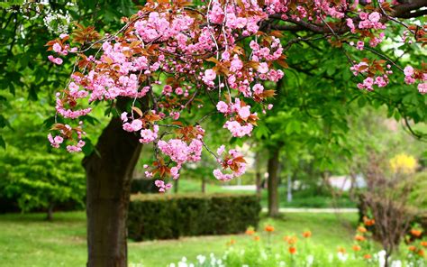 Shop our huge selection of flowering trees online with delivery right to your door. Wallpaper Spring park tree, pink flowers in full bloom ...