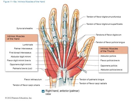 Short Muscles Of The Hand Upper Limb Anatomy