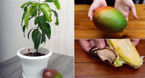 Growing A Mango Tree From A Seed