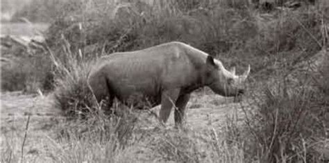 how the western black rhino went extinct extinction countdown scientific american blog