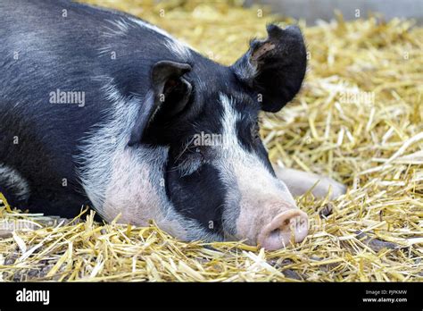 Domestic Pig Sus Domesticus Breed Hi Res Stock Photography And Images