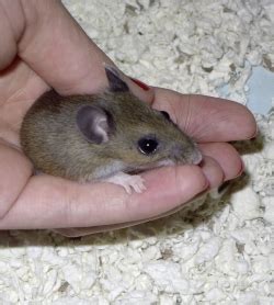 Check spelling or type a new query. Orphaned Baby Mice - G.W. Deer Mouse Ranch