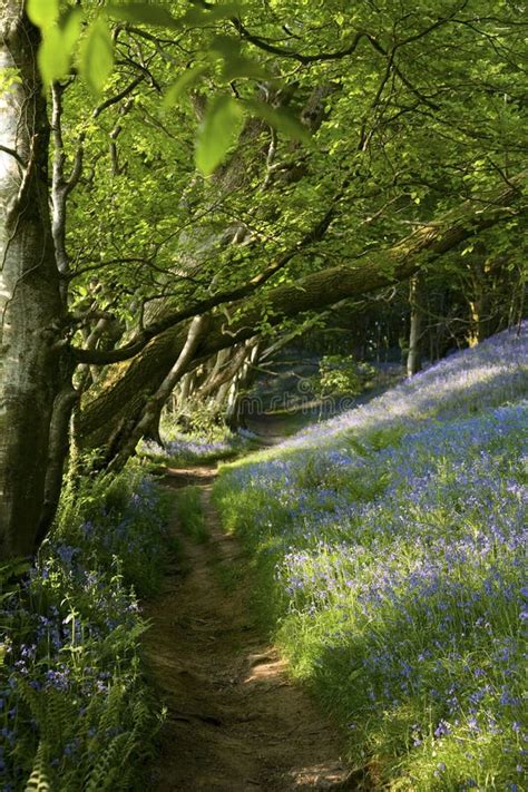 Bluebell Path England Picture Image 14450847