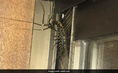 Mans Horror At Discovering Giant Centipede Inside House