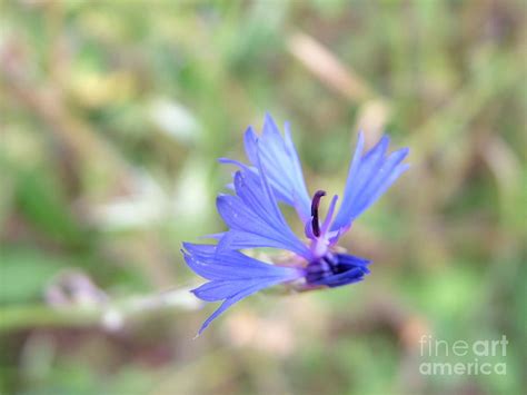 Blue Flower Photograph By Mark Bowden Fine Art America