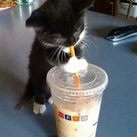 Kitten Drinking Coffee Hook Up The Intravenous Pinterest