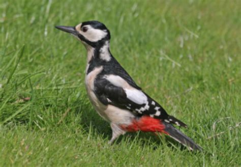 Great Spotted Woodpecker Bto British Trust For Ornithology