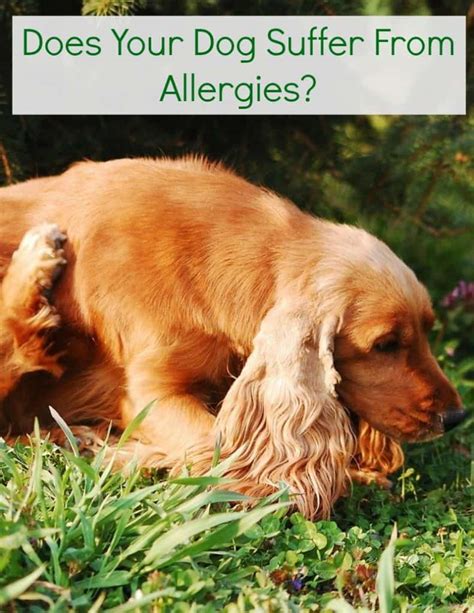 Does Your Dog Suffer From Allergies Miss Molly Says