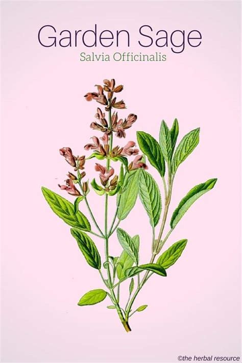 Garden Sage Herb Uses Side Effects And Benefits