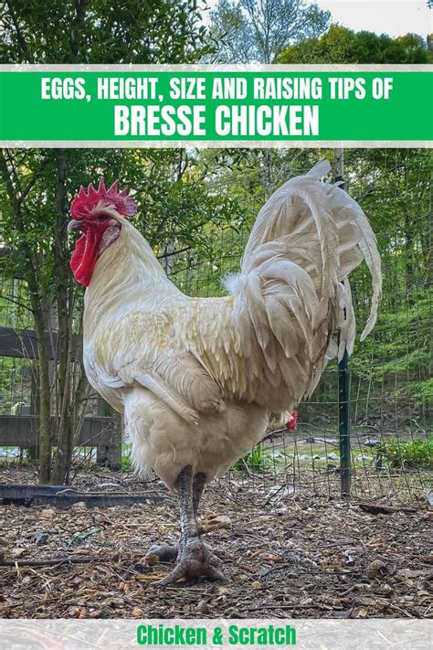 Bresse Chicken Eggs Height Size And Raising Tips Pullets Chickens
