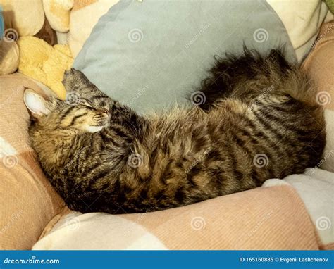 Bonito Gato Casero Duerme En Una Suave Manta Con Almohada Imagen De
