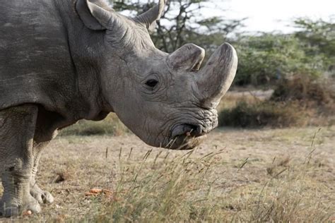 Conheça O Rinoceronte E Sua Incrível Velocidade Mundo Ecologia