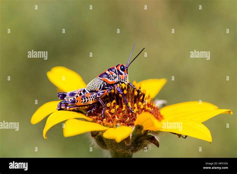 Central Florida Grasshopper Hi Res Stock Photography And Images Alamy
