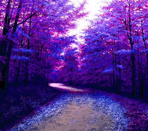 Purple Forest Wallpaper By Konig 32 Free On Zedge