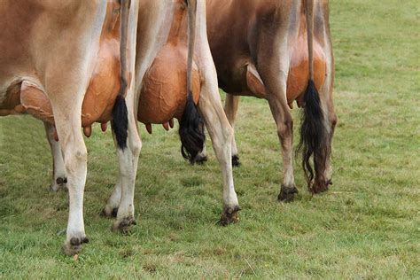 How To Avoid A Broken Tail In Dairy Cows Dairy Global