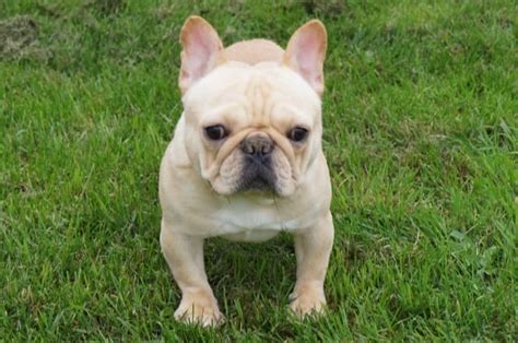 We are located in northern indiana. French Bulldog Puppies For Sale in Indiana & Chicago ...