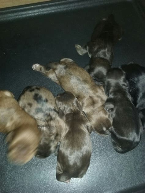 They're vaccinated, microchipped and wo. Parti Color Cocker Spaniels - Puppies For Sale at Penny ...