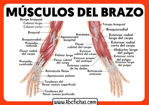 Anatomia De Los Musculos Del Brazo Y Antebrazo Abc Fichas