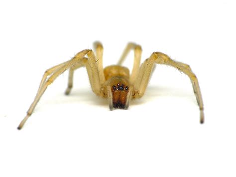 Minnesota Spiders Long Legged Sac Spider Cheiracanthium Sp