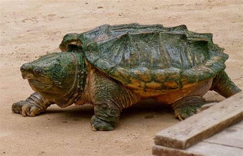 Alligator Snapping Turtle The Animal Facts Diet Habitat Behaviour