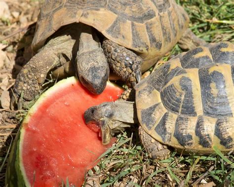 What Animals Eat Watermelon 17 Examples With Videos And Pictures