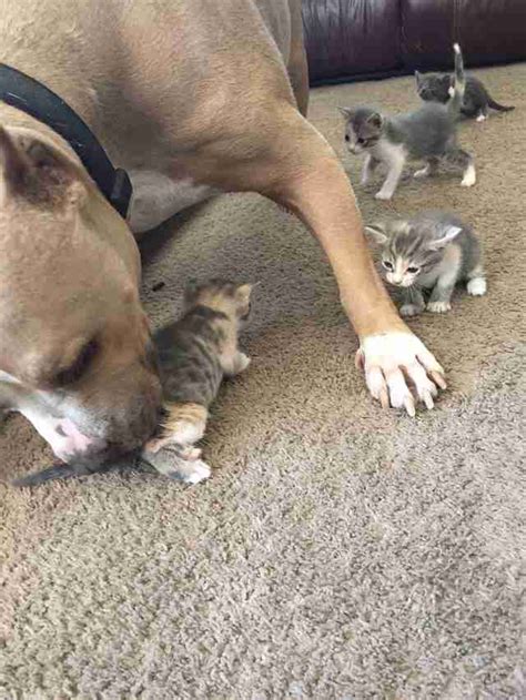 Pit Bull Whos Obsessed With Cats Gets His Own Litter Of Kittens The Dodo