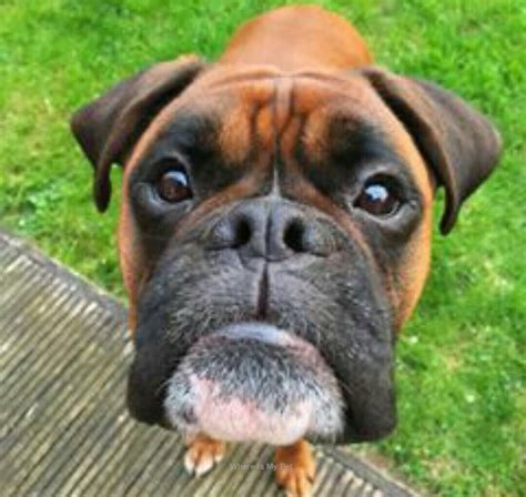 Boxer Dog Funny Face Momments Follow Us To See More Boxer Dogs Funny Boxer Puppies Funny