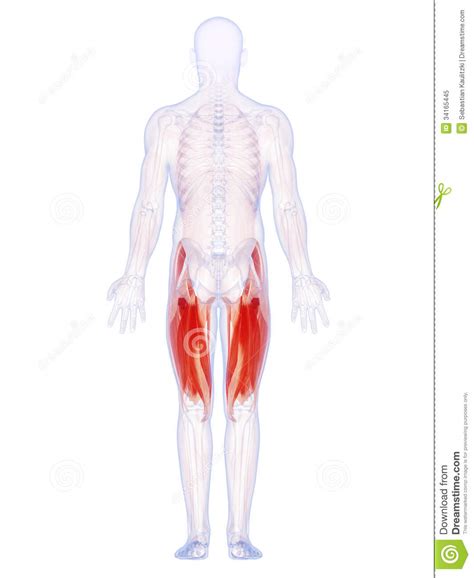 I'm doing some study for his body. The upper leg muscles stock illustration. Illustration of fibre - 34165445