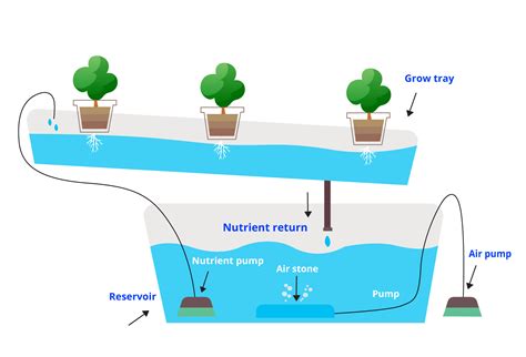 A Beginners Guide To Hydroponics