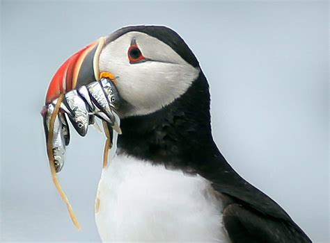 Scientists Solve Mystery Of Where Puffins Go In The Winter Portland