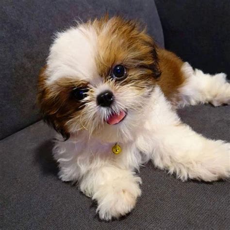 Free Shih Tzu Puppies For Adoption Uk - Pets Lovers
