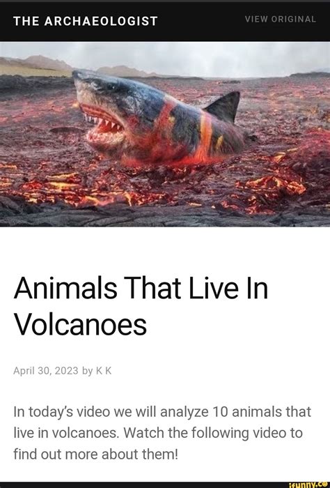 The Archaeologist Animals That Live In Volcanoes April 30 2023 By K K