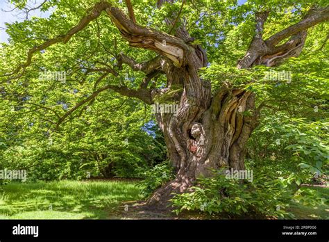 Ancient Chestnut Tree In Sheffield Park Garden East Sussex England