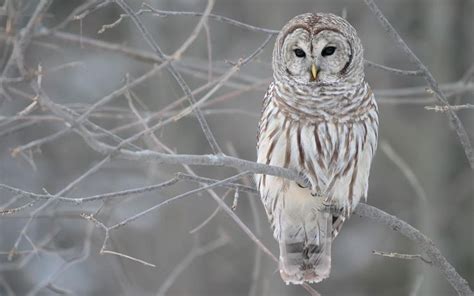 Owls In The Wild Bing Images Owl Pictures Owl Wallpaper Owl Photos