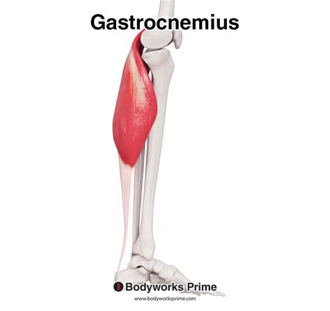 Gastrocnemius Muscle Anatomy Bodyworks Prime