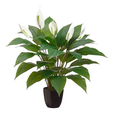 345″ Spathiphyllum Plant In Plastic Pot Green Silk Flower Depot