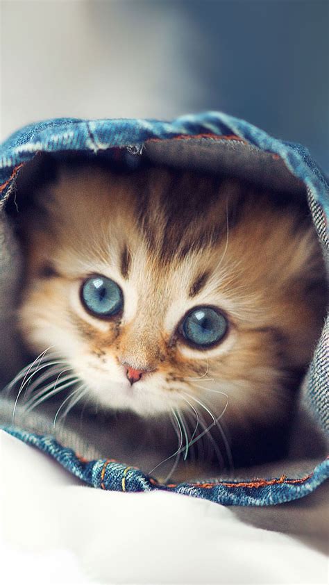 Cute Kittens Wallpapers For Iphone 6 Hd Kitten Wallpaper Animal