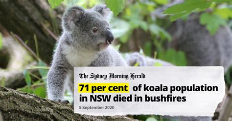 Getup Save Our Koalas