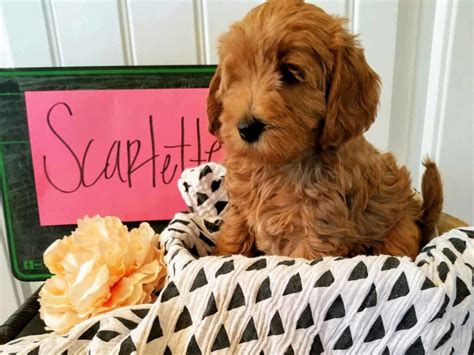 Each puppy comes from impeccable bloodlines and is bred for looks, personality, and health, so common health problems known to affect the breed will not affect your pup. Teacup Labradoodle & Mini Labradoodle Puppies for sale ...