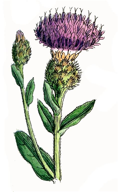 Off Thistle Clipart Clipground
