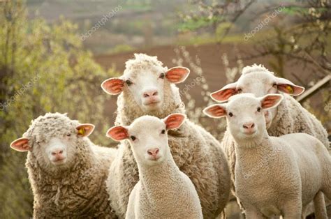 Sheep And Lambs — Stock Photo © Baronb 17165943