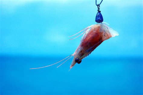 Deadhead plants as flowers fade (for neater garden appearance) and allow leaves to remain for at least 6 weeks. How to Keep Bait Shrimp Alive Without Water